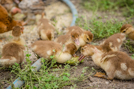 国内的离婚家禽一群小鸭子农家鸡啄食一群鸭子鸡在农家啄食新的鸟图片