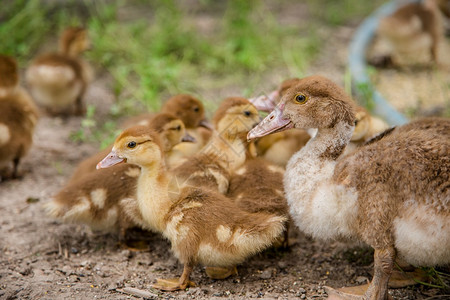 村庄草离婚家禽一群小鸭子农家鸡啄食一群鸭子鸡在农家啄食牧场图片