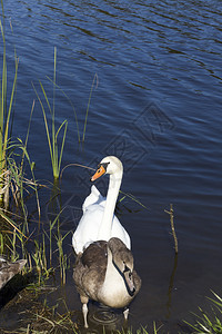羽毛喂食在湖岸边的灰色小天鹅由人们喂养它的同时关闭了野生水禽小灰色天鹅喙图片