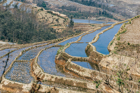 美丽的元阳梯田早晨景观旅行高清图片