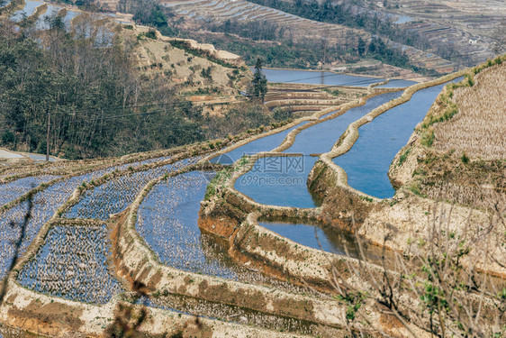 美丽的元阳梯田早晨景观旅行图片