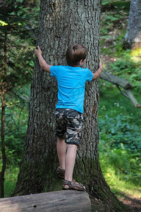 木头男孩拥抱夏日森林里的树干枯落下孩子背景图片
