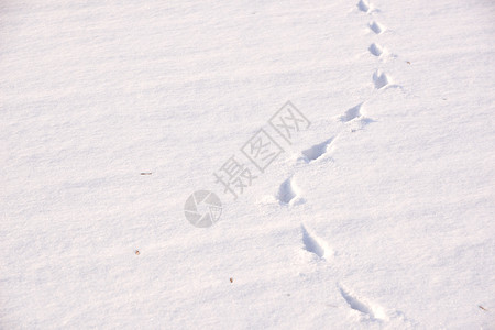 雪中动物足迹痕冷冻小路图片