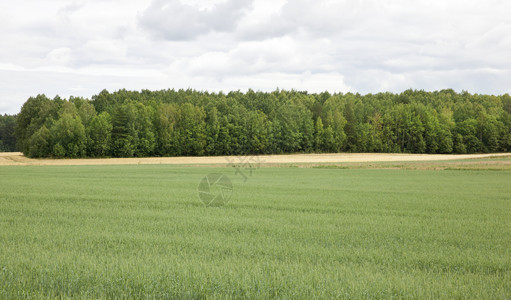 农田牧场绿色业林边缘夏季或春风景和草原上森林变薄景观农地球图片