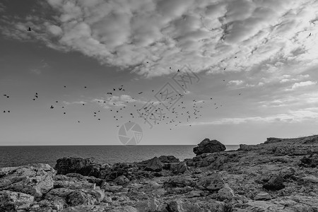 海边和岸线悬崖的飞鸟黑白风景观陡超过美丽图片