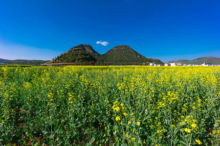 油菜花田图片