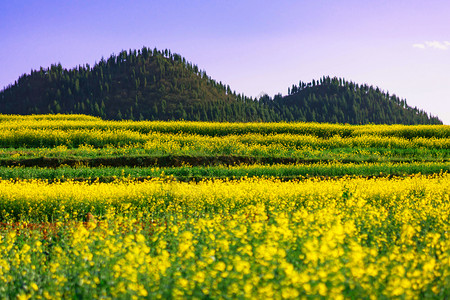 油菜花田图片