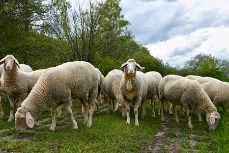 绿化带上的羊群低对冲白色图片
