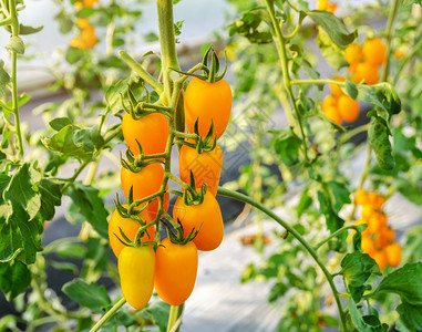 在温室葡萄树上生长的新鲜纯黄西红柿食物场地农背景图片