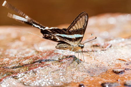 优雅的阳光绿龙尾蝴蝶在小溪上食盐舔时近距离拍摄的青龙尾尿泰国东北部的Itrsqopos亚种黑色的图片