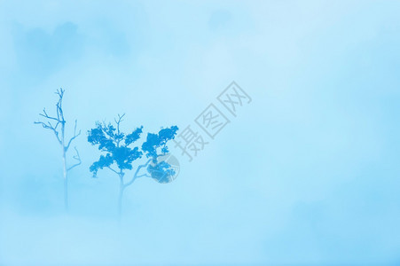 气候天变暖空中观察两棵大树在晨雾中的几棵大树和活生的死对比自然场景图片