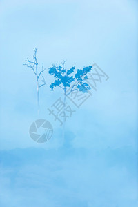 丢失生长空中观察两棵大树在晨雾中的几棵大树和活生的死对比自然场景日出图片