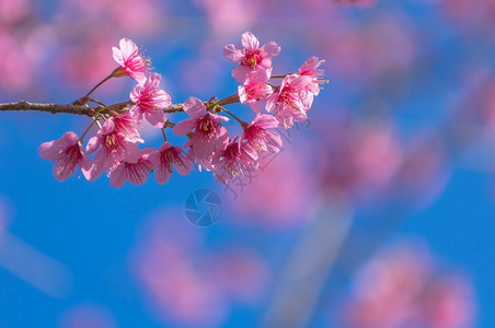 称呼蓝色的泰国喜马拉雅山樱桃花苏库拉节喜马雅山樱桃花也称萨库拉在泰国喜马雅山樱花的洛伊Loei美丽的山上黎图片