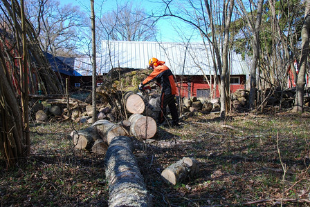 工人用电锯砍了一棵大树分支刀木材图片