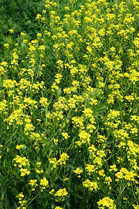 自然花序生长绿色草地背景上的黄花朵图片