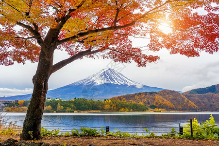 日本川口子湖的秋季和藤田山风景优美开花季节图片