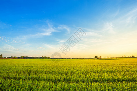 风景优美丽的绿玉米田有日落天空背景草地农村图片