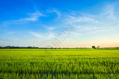 美丽的绿玉米田有日落天空背景金的环境麦田图片