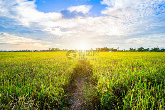 春天场地庄稼美丽的绿玉米田有日落天空背景图片
