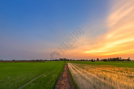 森林美丽的绿玉米田有日落天空背景小麦图片