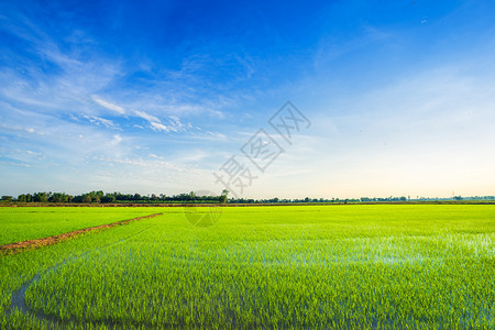 美丽的绿玉米田有日落天空背景出季节农村图片