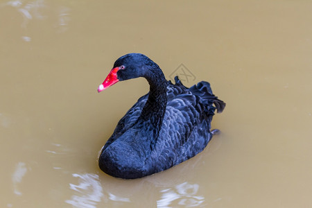 池塘中的黑天鹅图片