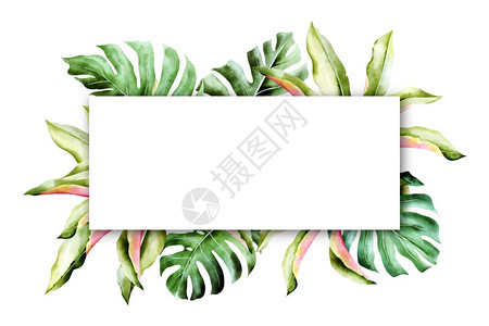 金色和绿热带棕榈叶背景邀请函横旗海报传单带有复制空间的孤立框架以图纸形式绘制花园分支束图片