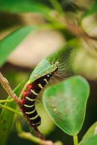 阳光虫子在吃绿叶来收集食物在幼崽之前野生动物绿色背景图片