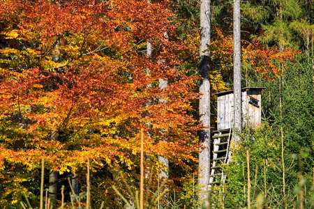 户外木制的季节秋天在树林和上打猎的木林望塔和有色叶的树木图片