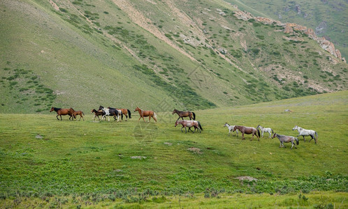 驹哺乳动物步行的马群生青绿草动物图片