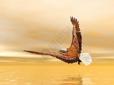 天堂翅膀野生动物美丽的鹰在日落光照耀下飞上海图片
