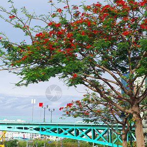 充满活力豪花朵胡志明市的美丽城风景青山桥在前地凤凰花树在背景上以红色开花图片