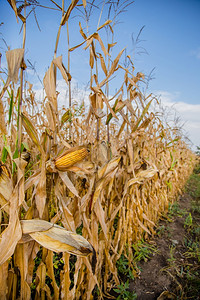 绿色饲料生长和改变成熟玉米颜色的农田照片以小景深近距离拍摄秋季生长和改变成熟玉米颜色的农田行业背景图片