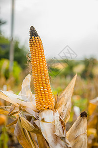 农场生长和改变成熟玉米颜色的农田照片以小景深近距离拍摄秋季生长和改变成熟玉米颜色的农田健康茎背景图片
