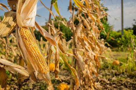生长和改变成熟玉米颜色的农田照片以小景深近距离拍摄秋季生长和改变成熟玉米颜色的农田季节外壳场背景图片