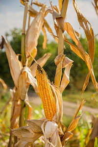 生长和改变成熟玉米颜色的农田照片以小景深近距离拍摄秋季生长和改变成熟玉米颜色的农田采取耳朵场背景图片