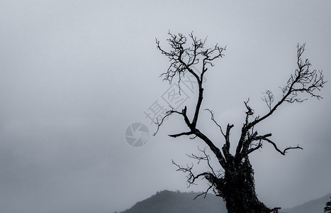 夏天美丽死的亡与和平白云背景万圣节纪念日的背景绝望和的自然概念与悲伤的情感背景在黑暗的戏剧天空和白云背景下图片