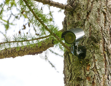 树上的监控摄像头森林中的隐藏摄像头森林安全隐藏摄像头控制央视镜片图片