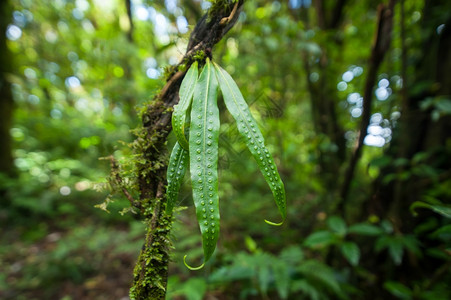 景观藤本植物木头在热带雨林中生长的深草热带雨林中的野生兰花图片