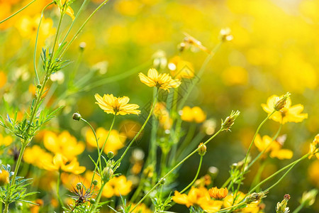 热带花园美丽的黄硫磺在大自然背景的田园花朵中采摘出漂亮的图片
