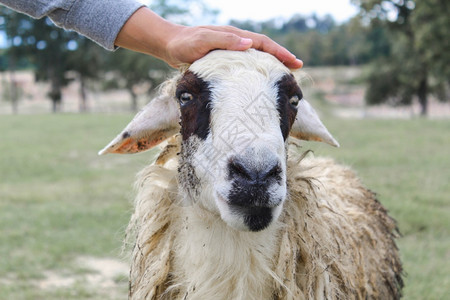 接触农民的手摸着绿田牧羊人头顶的草原吃毛茸图片