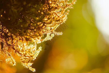 阳光下植物的金边图片