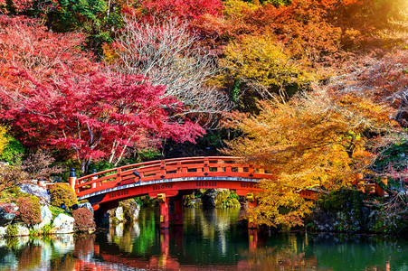 秋季森林里的木桥图片