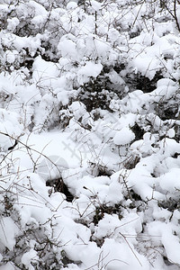 冰天气树向下雪的纹理寒冷图片