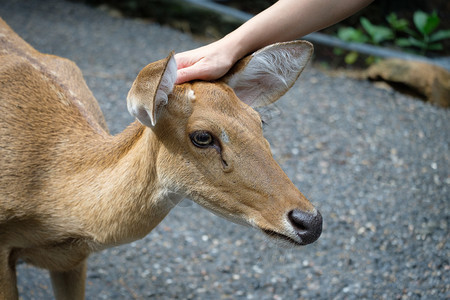 在泰国露天动物园处理鹿头森林麈手图片