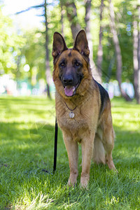 夏天布朗德国牧羊犬的肖像站在野外公园绿草美貌伴人和守护动物美丽人狗的棕色德国牧可爱玩耍成年狗的肖像上布朗德国牧狗的画像伴侣黑色图片