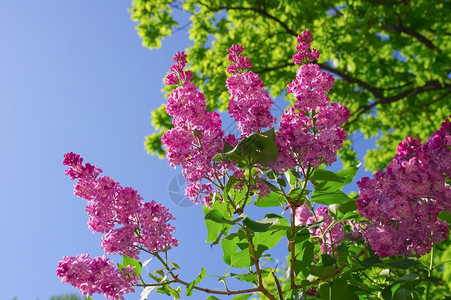 紫丁香花的分枝蓝色天空背景上绿叶子的紫银花分枝硅植物学香味季节图片