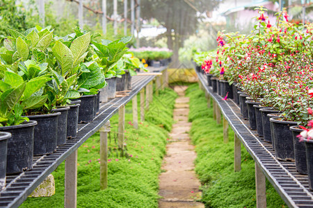 花园在温室塑料锅中种植供或出售的年轻物以用于种或销售树绿色图片