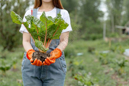 女园艺人概念是一名少女园艺员在收获季节将蔬菜用土壤连根拔除的大型蔬菜和地球青少年环境的图片