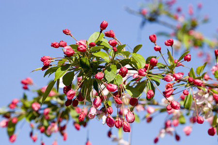 植物开花颜色春季果树枝叶上美丽的红烟雾和芽苗将很快在蓝天对准青的空开出红花和粉色图片